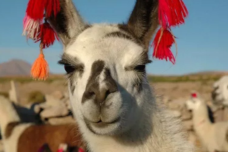 La Llama: es un mamífero artiodáctilo doméstico de la familia Camelidae, abundante en la Puna o Altiplano de los Andes.